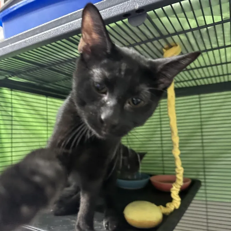 A young medium-sized male Black Domestic Short Hair cat named R for adoption in Mount Laurel, NJ