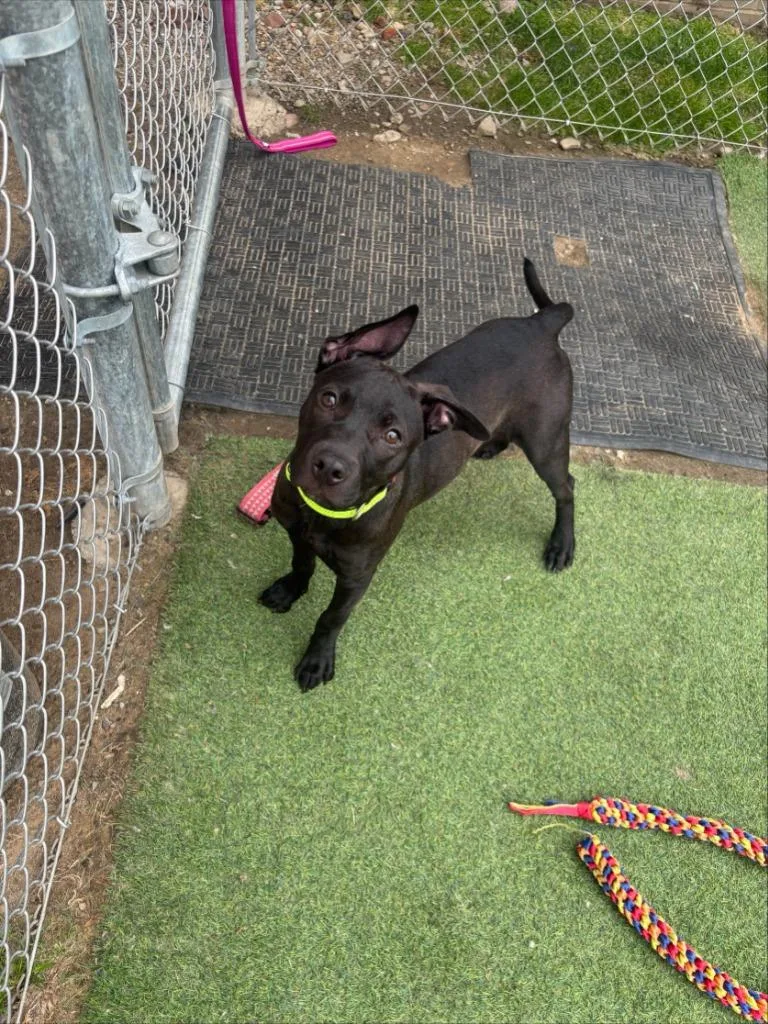 A baby small-sized female Terrier dog named Ivy for adoption in New Kensington, PA