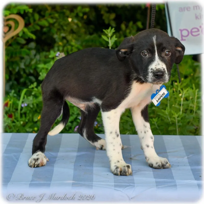 A baby small-sized male Black Labrador Retriever dog named Ampere for adoption in Wake Forest, NC