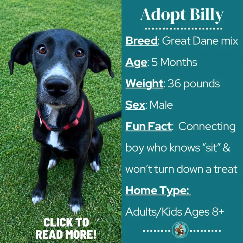 A baby medium-sized male Black Great Dane dog named Billy for adoption in Metamora, MI