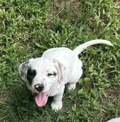A baby small-sized male Mixed Breed dog named Legend for adoption in Cumming, GA