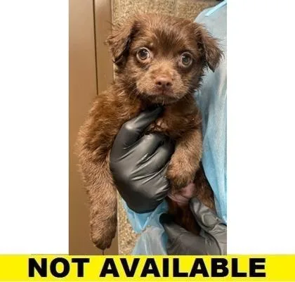 A baby small-sized male Mixed Breed dog named Yabadabadoo for adoption in Eugene, OR