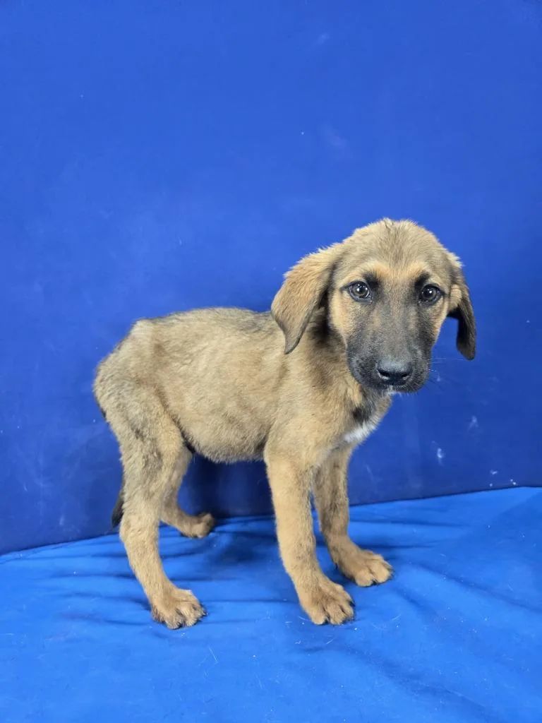 A baby large-sized male Mixed Breed dog named Dewdrop for adoption in Ruston, LA