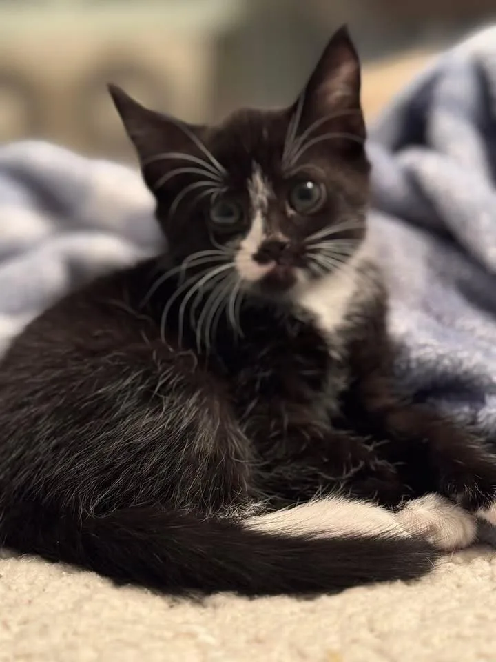 A baby medium-sized female Tuxedo cat named Faline for adoption in Succasunna, NJ