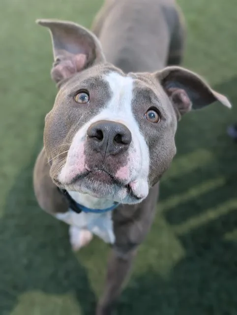 An adult medium-sized female Mixed Breed dog named Roxie for adoption in Dallas, TX