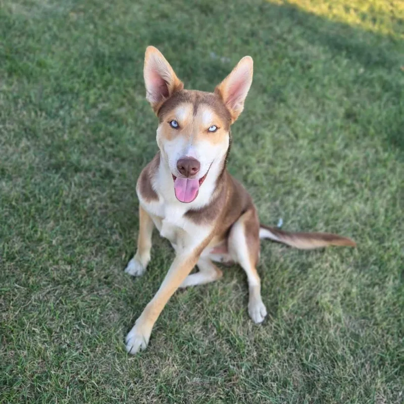 A young medium-sized male Brown / Chocolate Husky dog named Casper for adoption in Tacoma, WA