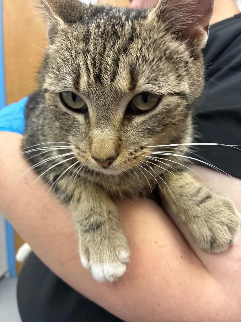A young small-sized female Domestic Short Hair cat named Rosalinda for adoption in Hartsville, SC