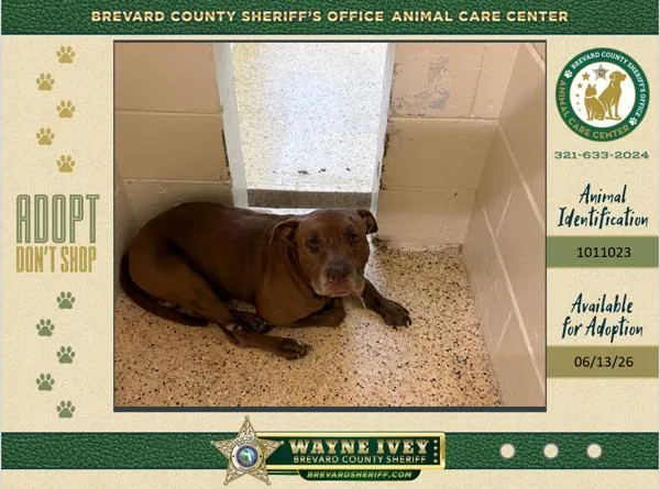 An adult large-sized male Mixed Breed dog named Thaddeus for adoption in Melbourne, FL