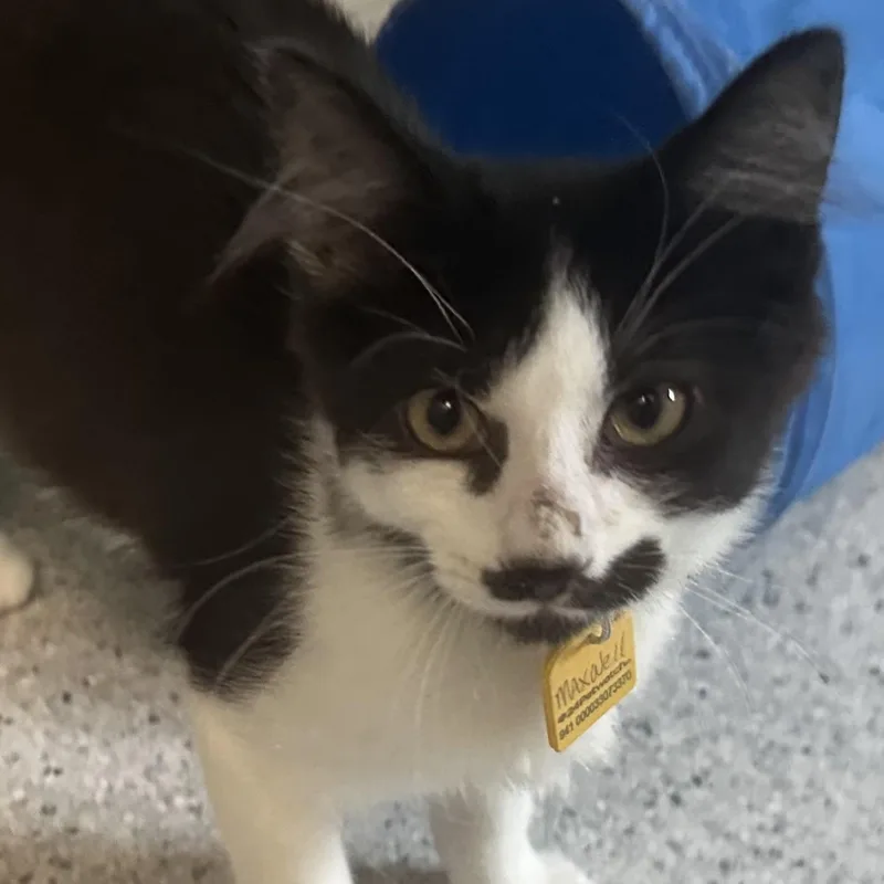 A baby medium-sized male Black & White / Tuxedo Tuxedo cat named Maxwell Well Rounded for adoption in Hoquiam, WA