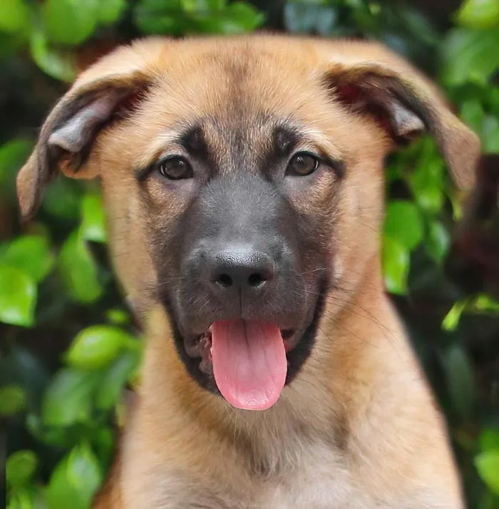 A baby large-sized male Black German Shepherd Dog dog named Grizzly Von Guttenberg for adoption in Los Angeles, CA