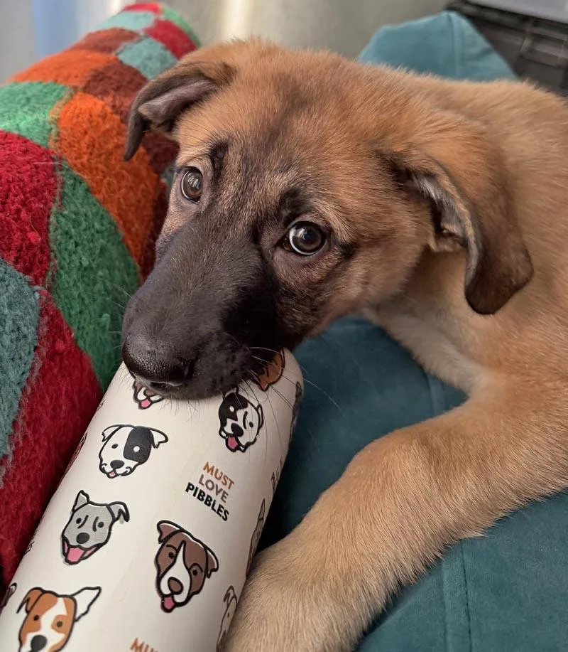 Grizzly Von Guttenberg thumbnail 3