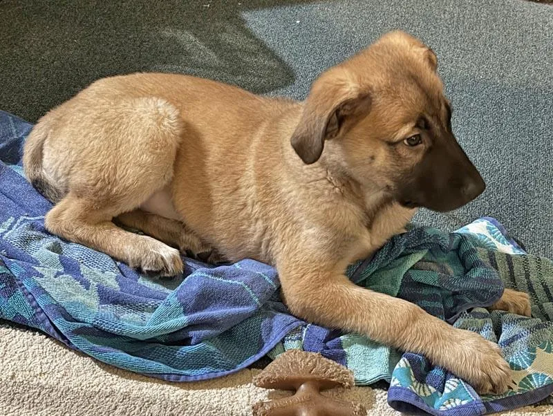 Grizzly Von Guttenberg thumbnail 4