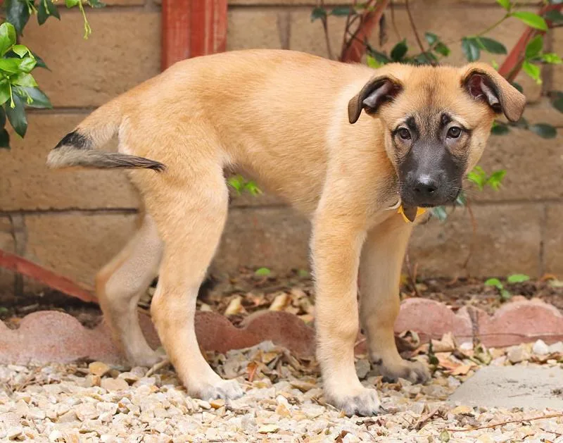 Grizzly Von Guttenberg thumbnail 5