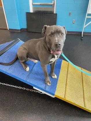 Einstein thumbnail 3