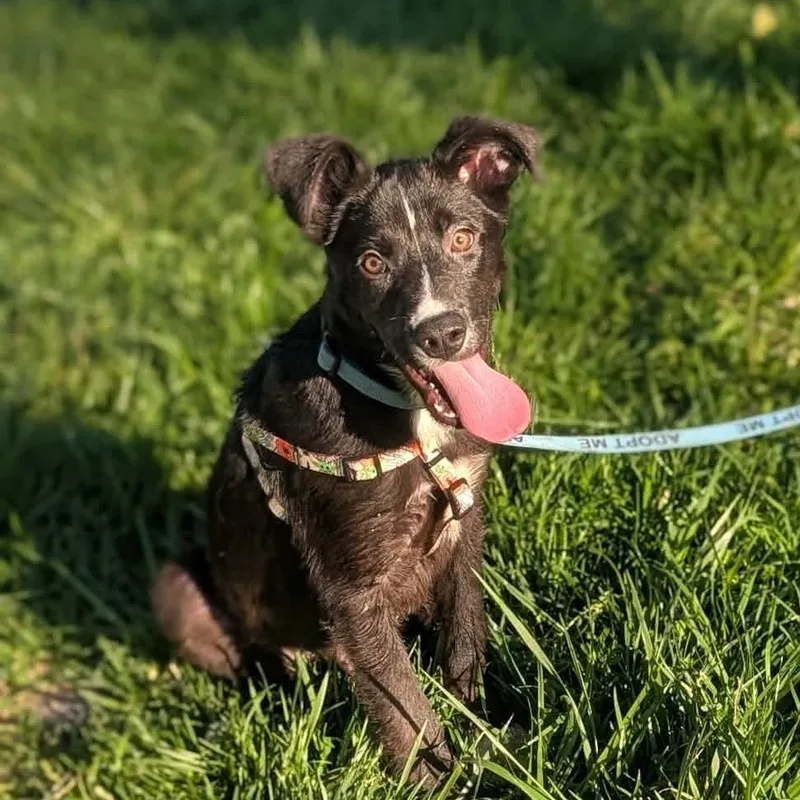 A baby medium-sized male Black Mixed Breed dog named Neptune for adoption in Melbourne, KY