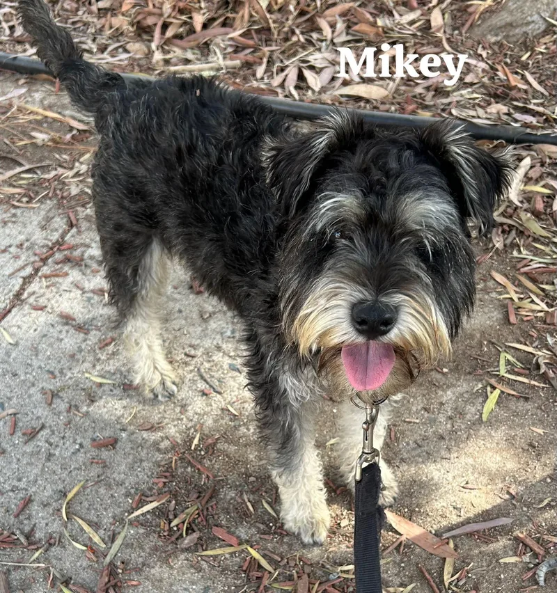 An adult small-sized male Gray / Blue / Silver Schnauzer dog named Mikey for adoption in San Ysidro, CA