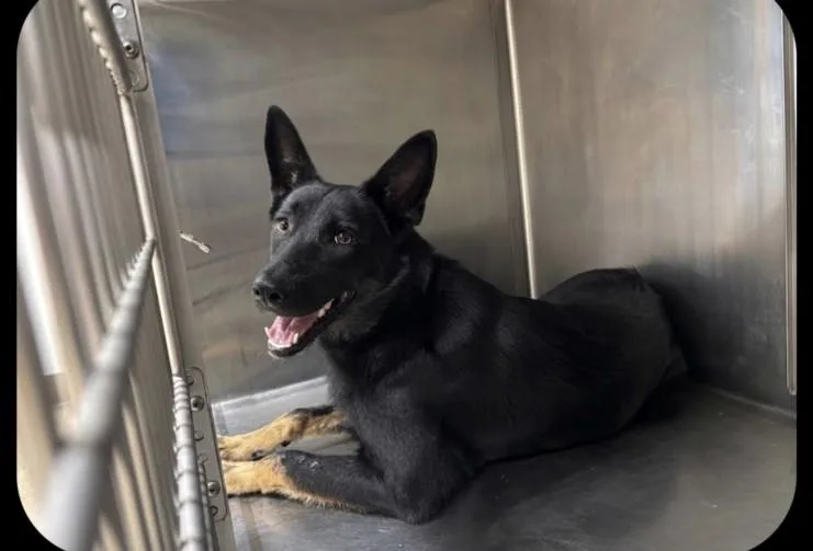 A young large-sized female German Shepherd Dog dog named Rachel for adoption in San Pedro, CA