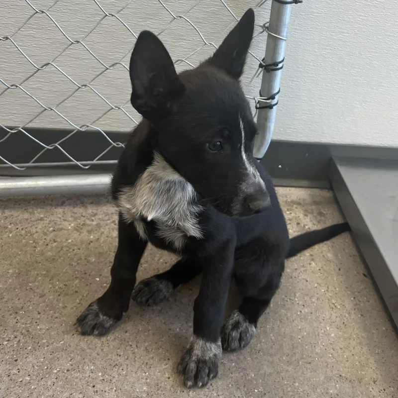 A baby small-sized female Black Mixed Breed dog named Morticia for adoption in Las Cruces, NM