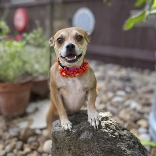 A young small-sized female Chihuahua dog named Lana for adoption in Southport, CT
