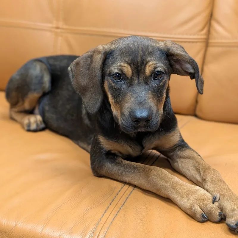A baby medium-sized female Shepherd dog named Eloise for adoption in Parker, CO
