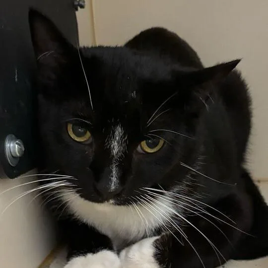 An adult medium-sized male Black Domestic Short Hair cat named Nautilus for adoption in Dayton, OH