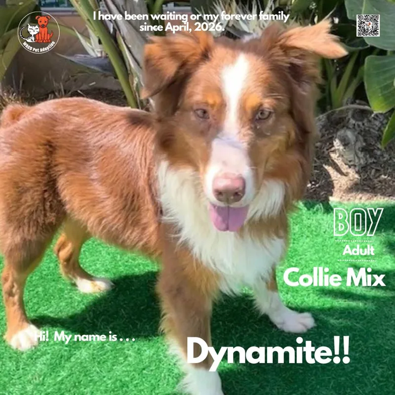 An adult medium-sized male Brown / Chocolate Collie dog named Dynamite for adoption in Westminster, CA