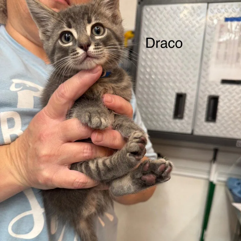 Draco