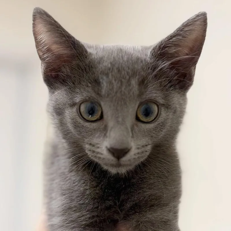 A baby small-sized male Domestic Short Hair cat named Schmidt for adoption in Cumming, GA
