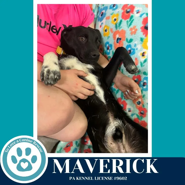 A young medium-sized male Tricolor (Brown, Black, & White) Feist dog named Maverick for adoption in Kimberton, PA