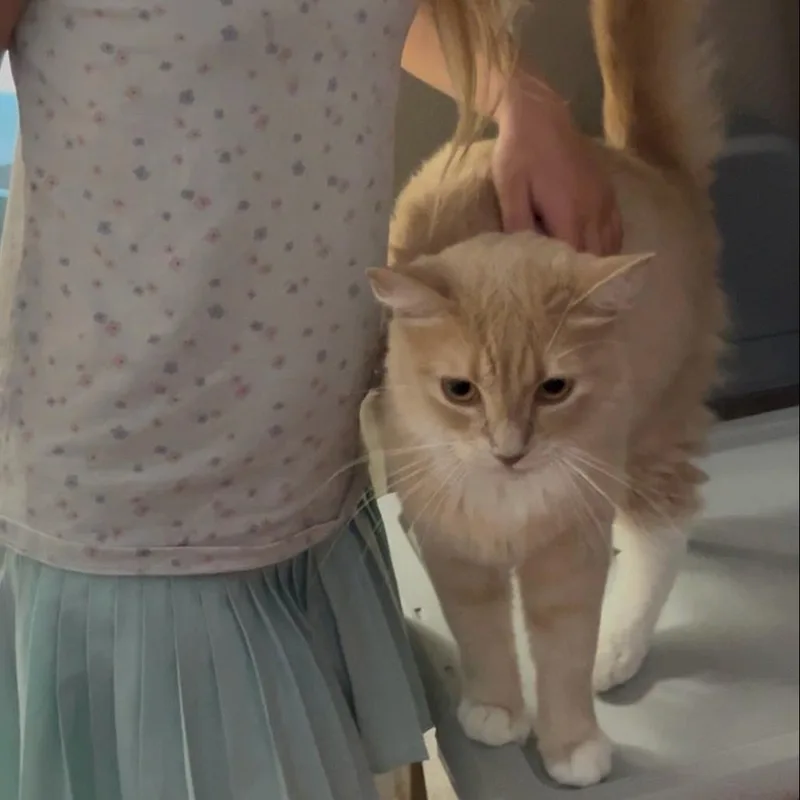 An adult medium-sized female Buff / Tan / Fawn Domestic Medium Hair cat named Norma Jean for adoption in Westminster, CA