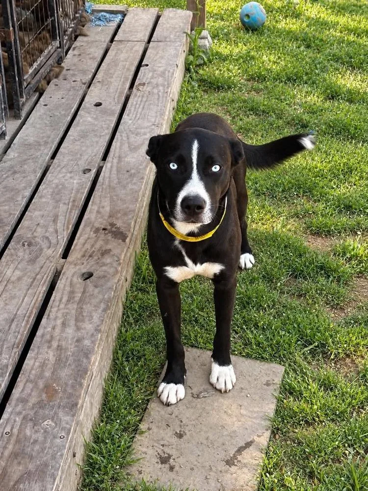 An adult large-sized male Tricolor (Brown, Black, & White) Husky dog named Mulligan for adoption in Sealy, TX