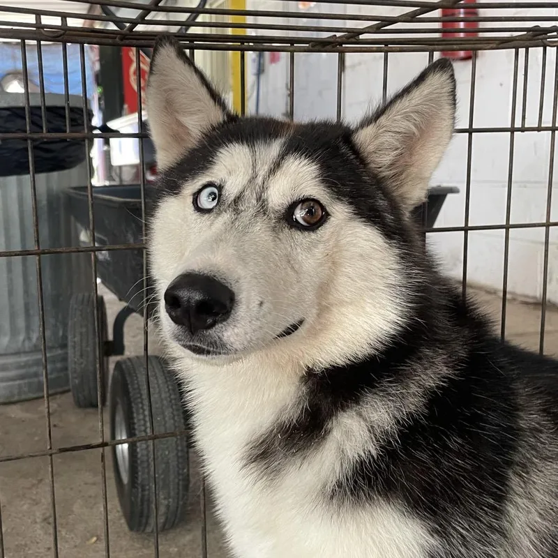 A young medium-sized female Black Husky dog named Sausage for adoption in Edinburg, TX