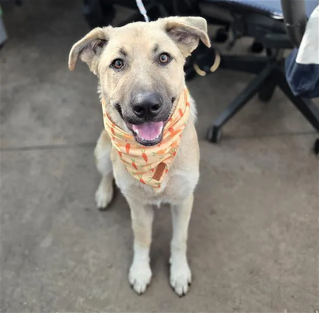 A young large-sized male Mixed Breed dog named Jake for adoption in Dallas, TX