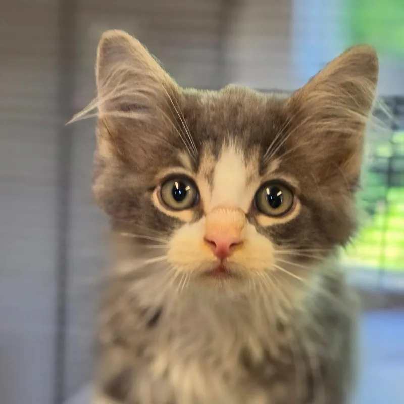 Watson