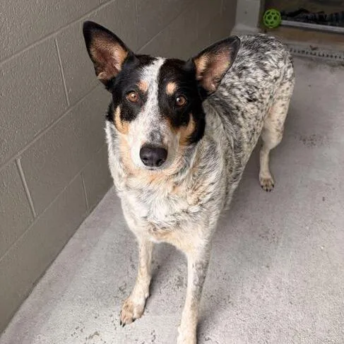 An adult large-sized female White / Cream Cattle Dog dog named Eileen for adoption in Marshall, VA