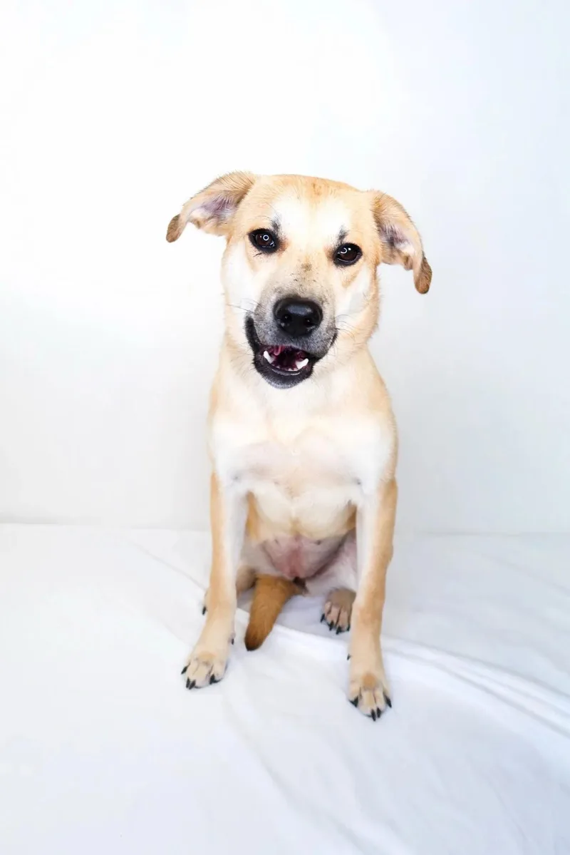 A young medium-sized female Yellow / Tan / Blond / Fawn Shepherd dog named Elena for adoption in Bixby, OK