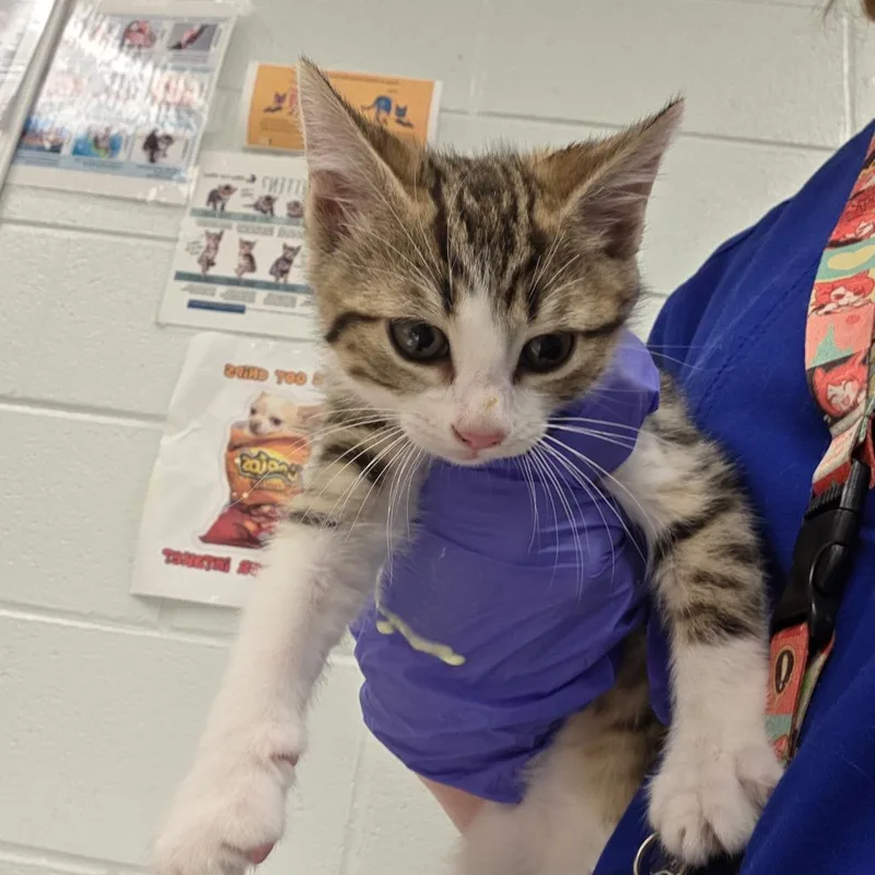 A baby small-sized female White Domestic Short Hair cat named Jessie for adoption in Chattanooga, TN