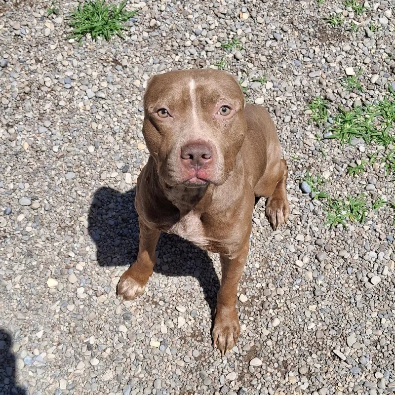 An adult medium-sized male Brown / Chocolate Mixed Breed dog named Raider for adoption in Fairport, NY
