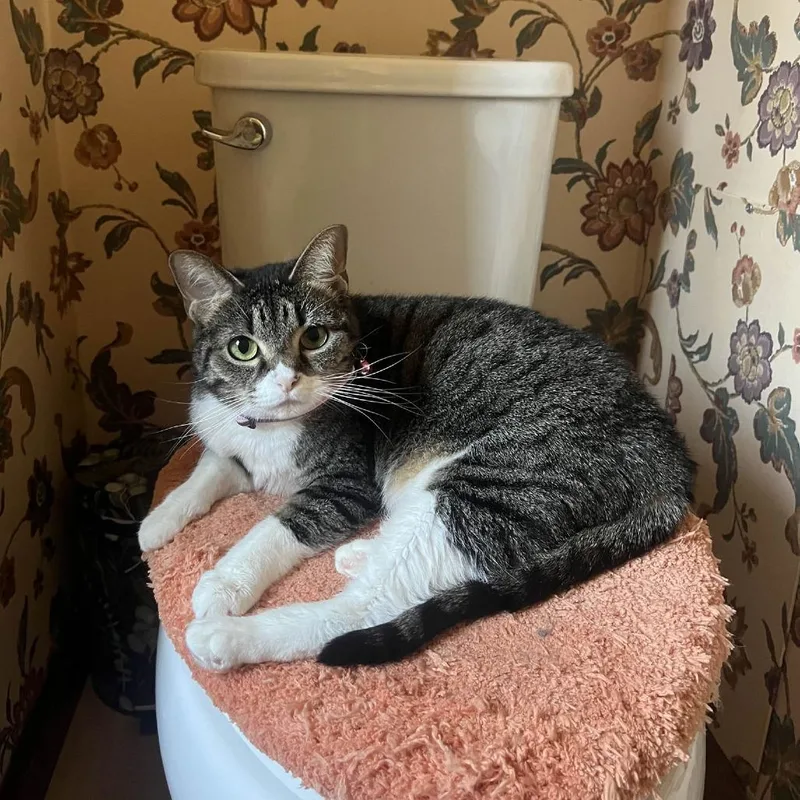 Cleo