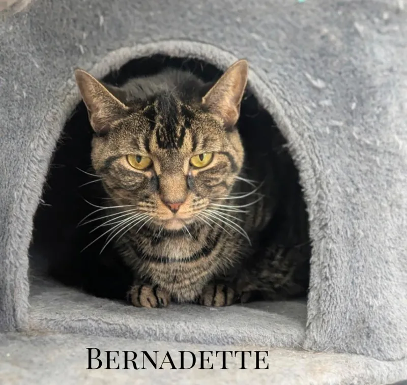 Bernadette thumbnail 2