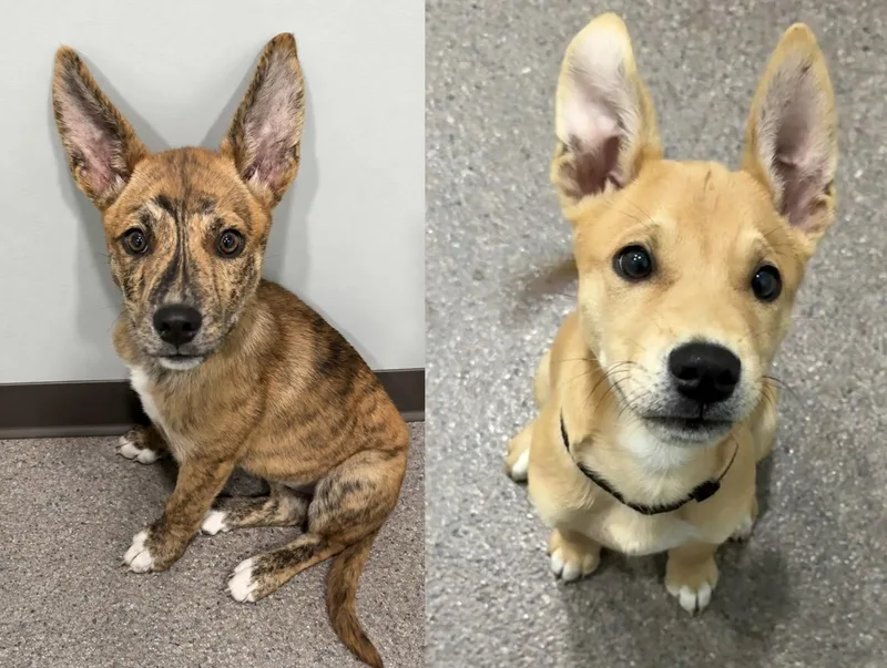 A baby medium-sized male Husky dog named Jude and Jasper for adoption in Sault Sainte Marie, MI