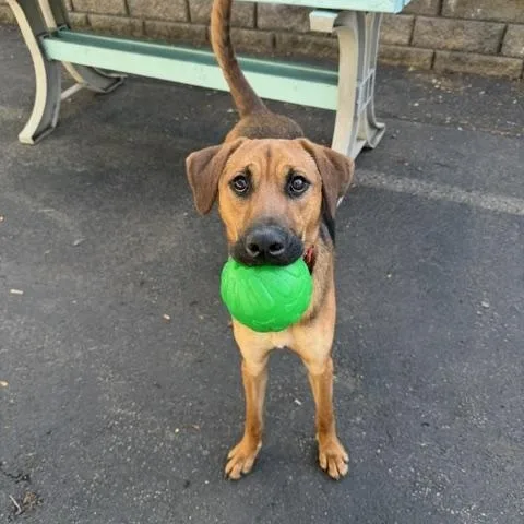 A young medium-sized male Brown / Chocolate Mixed Breed dog named Rocky for adoption in Cranston, RI
