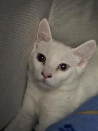 A young small-sized female Domestic Short Hair cat named Buzz Bee for adoption in Roseville, CA