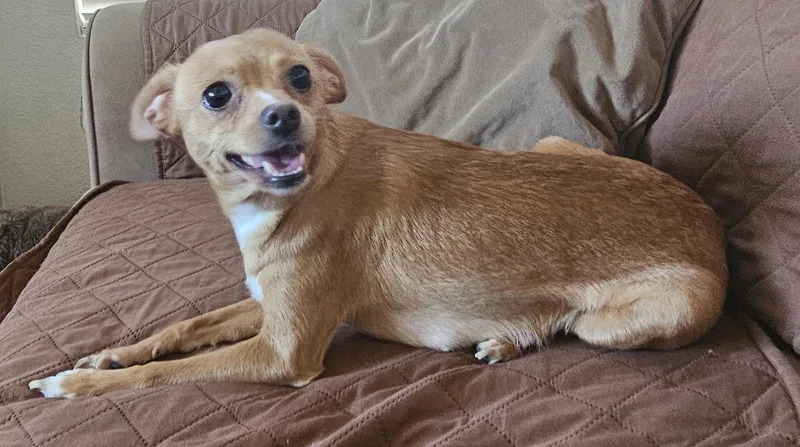 A young small-sized female Apricot / Beige Chihuahua dog named Ireland for adoption in Galt, CA