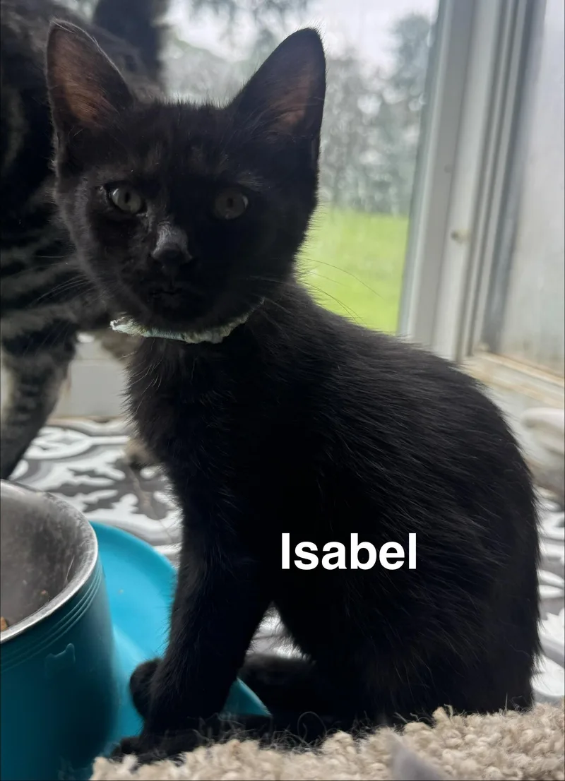 A baby medium-sized female Black American Shorthair cat named Isabel for adoption in Massillon, OH