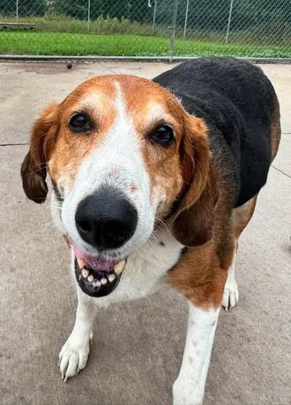 An adult large-sized female Hound dog named Betty for adoption in Waupaca, WI