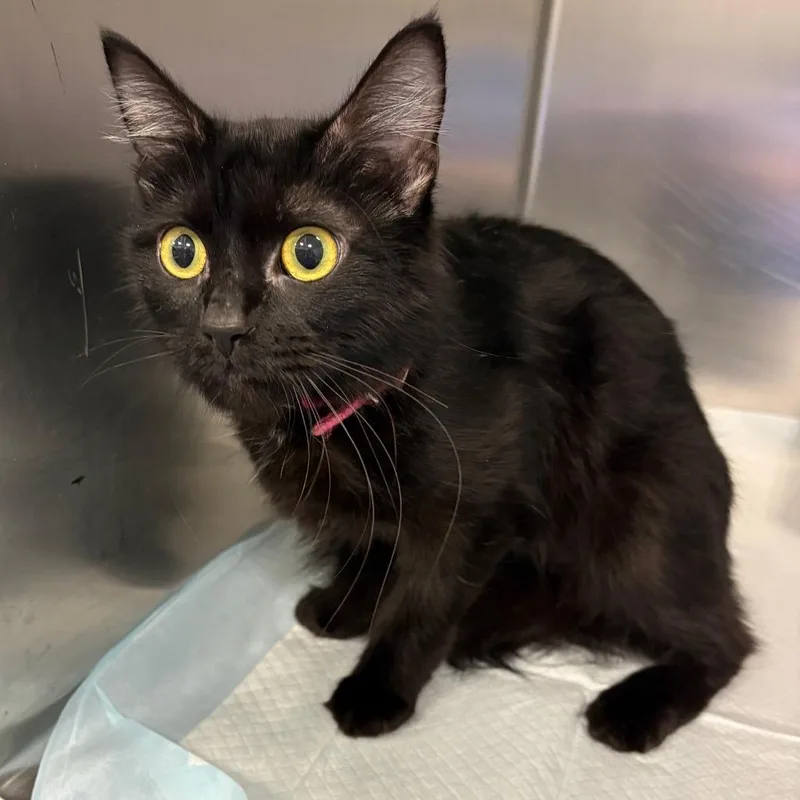 A young medium-sized female Black Domestic Medium Hair cat named Duckie for adoption in Greensboro, NC