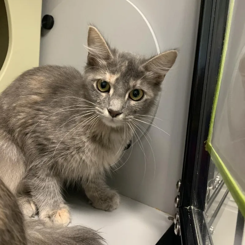 A baby small-sized female Domestic Medium Hair cat named Taffy for adoption in Columbus, NC