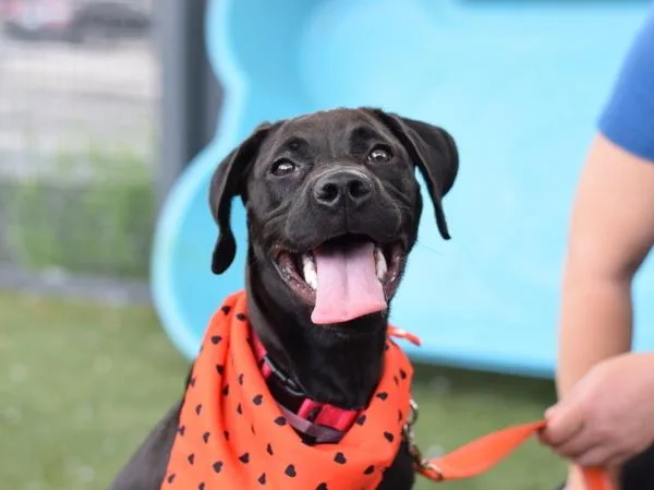 A baby medium-sized female Mixed Breed dog named Mermaid for adoption in Ridgewood, NY