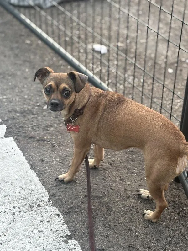 An adult small-sized female Chihuahua dog named Chiquita for adoption in San Diego, CA